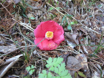 花の一生