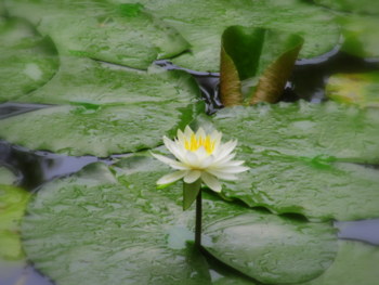 雨の花