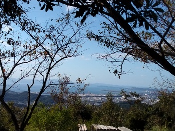 ビックリ・・・桜が