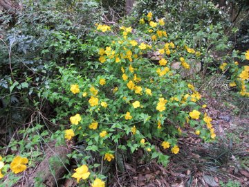 春の花