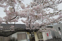 ４月最初の連休です