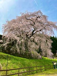 又兵衛桜