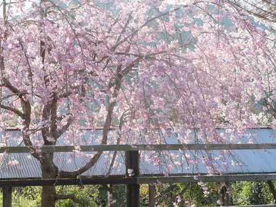 桜も咲く