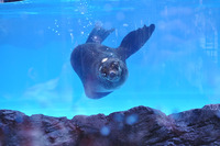鳥羽水族館