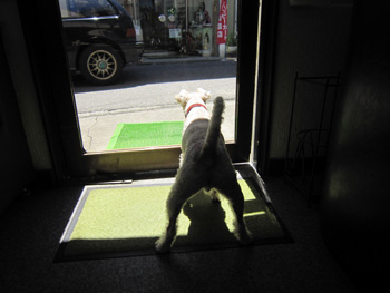 招き犬