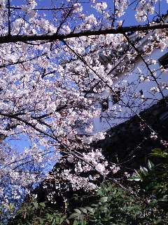 和歌山城の桜つづき