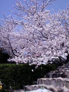 お寺の桜は満開でした