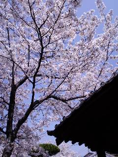 お寺の桜は満開でした
