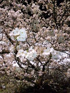 和歌山城夜桜
