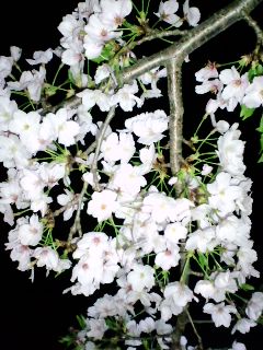 和歌山城夜桜