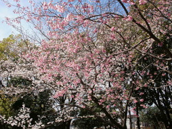 今日の桜情報
