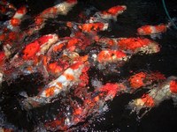 錦鯉の稚魚生産＾＾