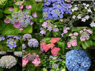 見事な紫陽花 お弁当