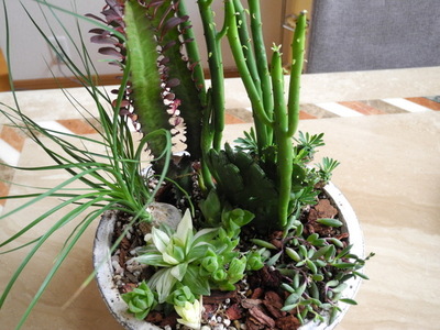 寄せ植え