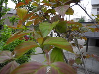 今年も～