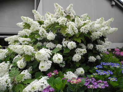 見事な紫陽花　お弁当
