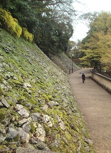 和歌山城のヤマブキ