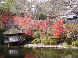 和歌山城の紅葉風景
