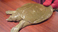 スッポン 2009/06/24 10:00:00