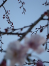 出会いの里の桜