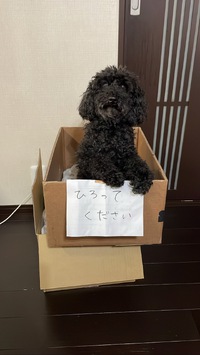 遊ばれてる