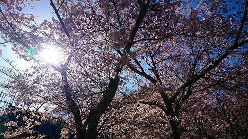 桜