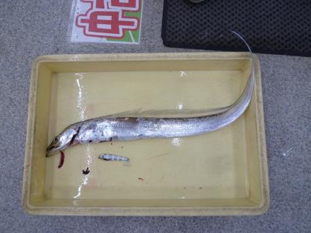 【和歌山釣果情報】青岸の太刀魚