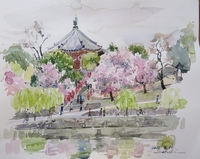 南円堂の桜