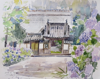 久安寺と紫陽花