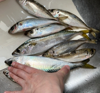 釣果あり
