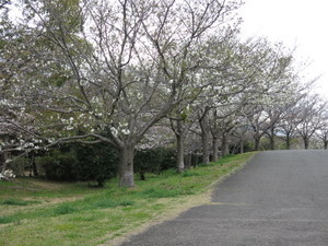 河西公園の桜
