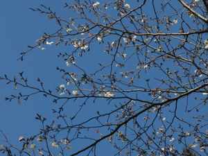 秋葉山の桜