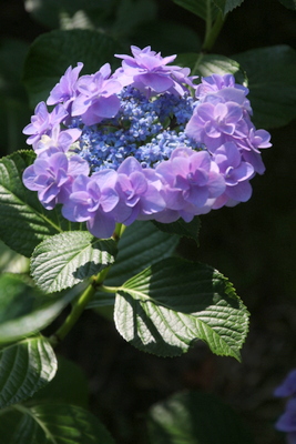 紫とブルーの花