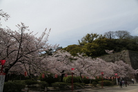 わかやま城の桜