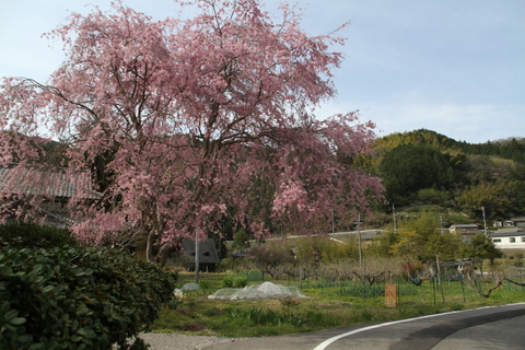 中鞆渕の桜