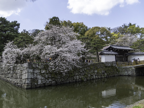 和歌山城の桜