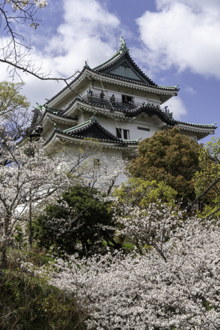 和歌山城の桜