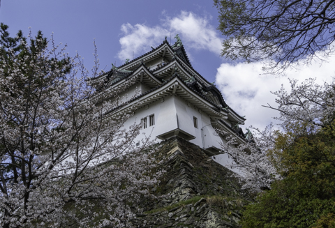 和歌山城の桜