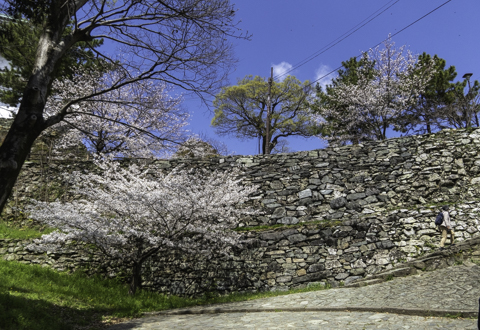 和歌山城の桜