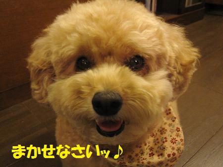 くぅちゃんのお手伝い？