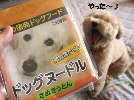 はなれでひなたぼっこ こんぴらさんの犬