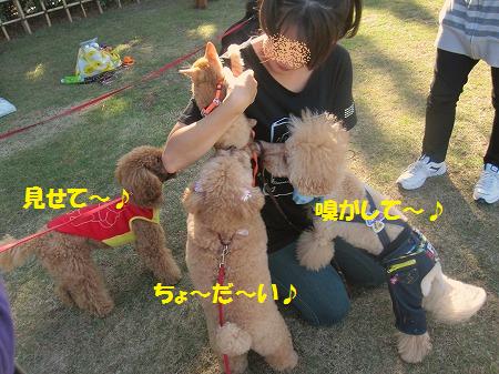 お散歩デビューとおまんじゅう
