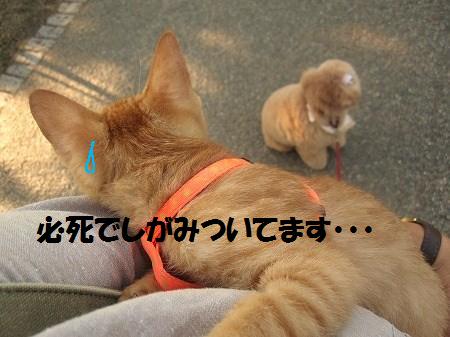 お散歩デビューとおまんじゅう