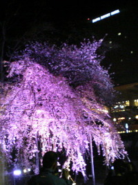 しだれ桜