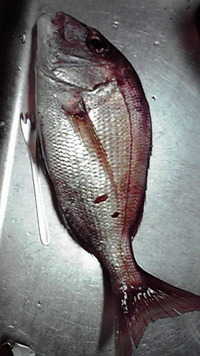 加太の鯛〜大物の釣果です