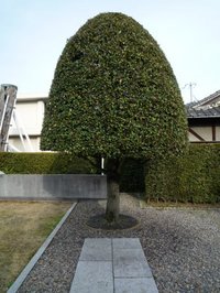 このーきなんのき