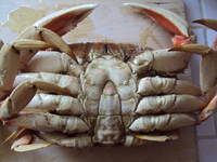 カニ三昧