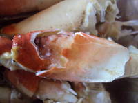 カニ三昧