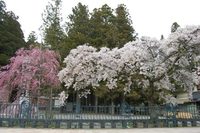 高野山の桜
