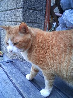 猫上位